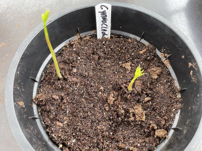 Gymnocladus dioica Germination März 2024.jpg