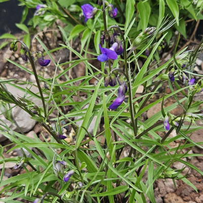 Lathyrus vernus Blaulicht 20240322_161218.jpg