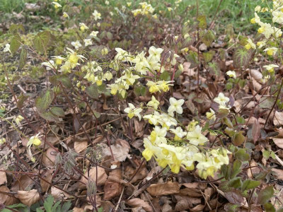 Epimedium versicolor Sulphureum März 2024.jpg