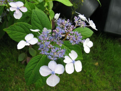 H_serr_BluebirdIMG_1114_640x480.JPG