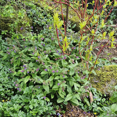 Pulmonaria  saccharata Cornus alba Sibirica20240324_155010.jpg