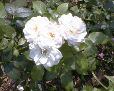 PIC00008a.jpg