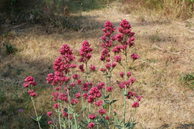Coccineus.JPG