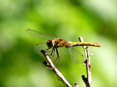 Kamera_27.7.08_024.jpg