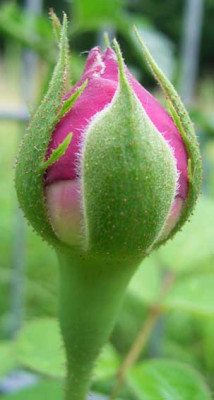 RdV_07_08_Knospe.JPG