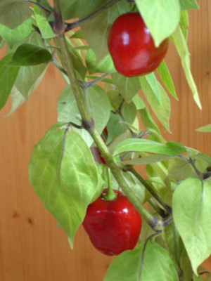 chili2.jpg
