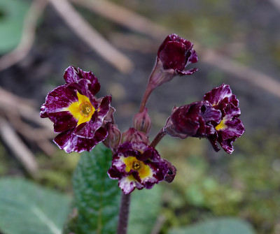 DSC_8451_DxO.jpg