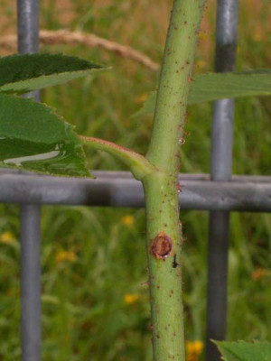 RdV_07_08_Stengel.jpg