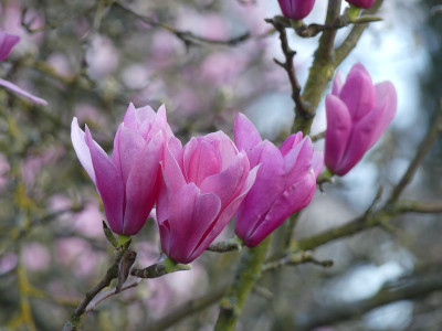 2024-03-25 Magnolia 'Westonbirt' 1.jpg