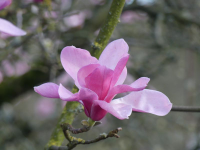 2024-03-25 Magnolia 'Westonbirt' 2.jpg