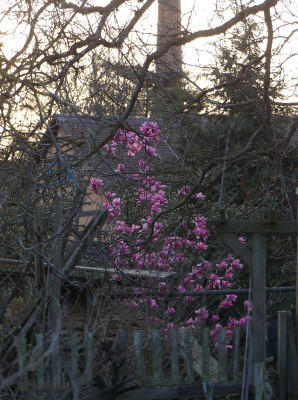 2024-03-25 Magnolia 'Westonbirt' 3.jpg