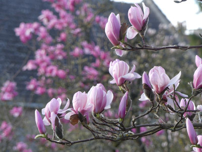2024-03-25 Magnolia sprengeri var. sprengeri 2.jpg