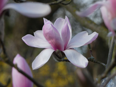 2024-03-25 Magnolia sprengeri var. sprengeri 1.jpg
