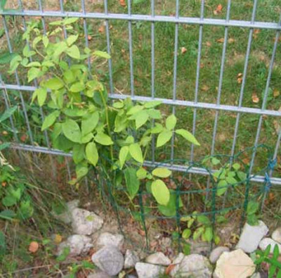 ZD_07_08_Habitus.JPG
