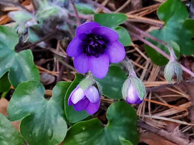 Hepatica Blueberry 1.jpg