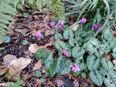 Cyclamen pseudibericum 1.jpg