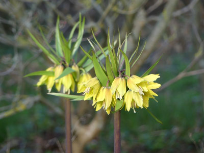 2024-03-25 Fritillaria 'Early Passion'.jpg