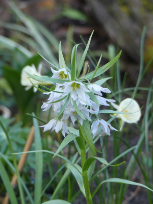 2024-03-25 Fritillaria bucharica 'Nurek Giant'.jpg