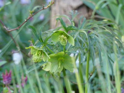 2024-03-25 Helleborus multifidus ssp. hercegovinus.jpg