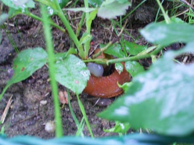 HdB_07_08_Schnecke.JPG