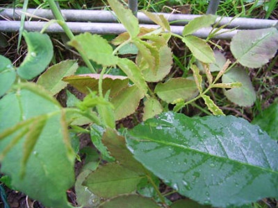 HdB_07_08_neuesLaub.JPG