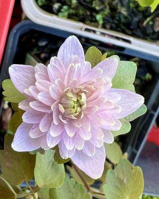 2024-03-25 Anemonella thalictroides.jpg