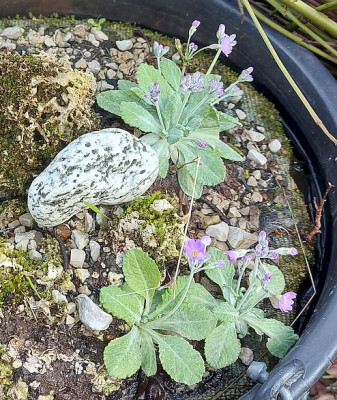Primula frondosa 2024a.jpg