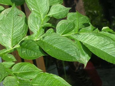 DSCN2690.JPG