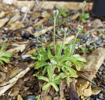 Primula mistassinica 24a.jpg