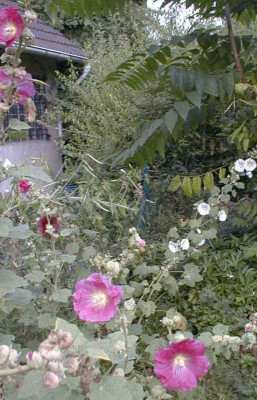 Stockrose_im_Essig.jpg