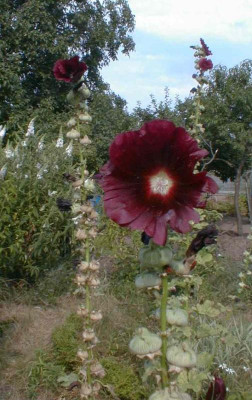Stockrose_guckt.jpg