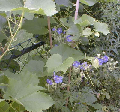 Geranium_im_Wein.jpg