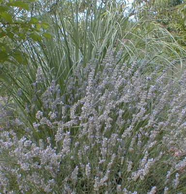 Lavendel_u_Pampas.jpg