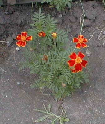 Fugen-Tagetes.jpg