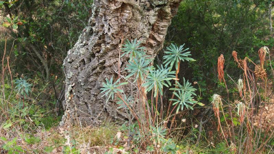 Euphorbia characias P9240237.JPG