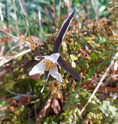 Trillium pusillum var. alabamicum 2024.jpg
