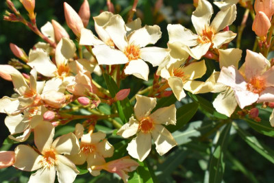 Feigen, Oleander 013.JPG