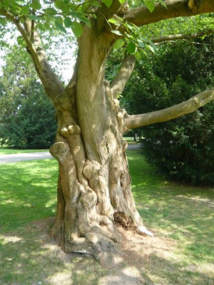 unbekannter_Baum_fars_2008.jpg