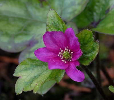 DSC_8465_DxO.jpg