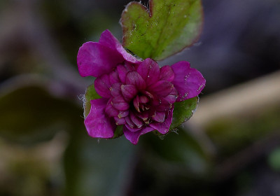 DSC_8466_DxO.jpg