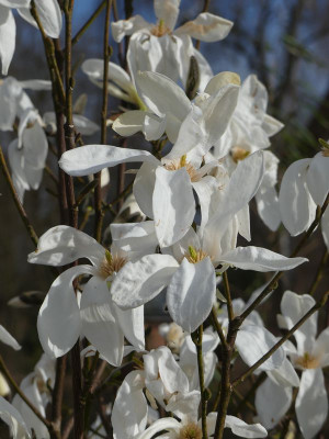 2024-03-27 Magnolia 'Wada's Memory' 1.jpg