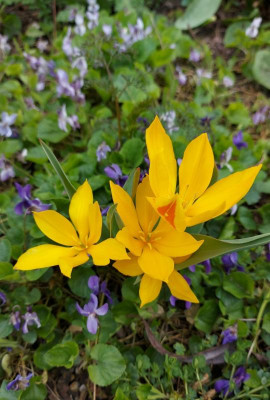 20240327_132547 Tulipa heweri.jpg