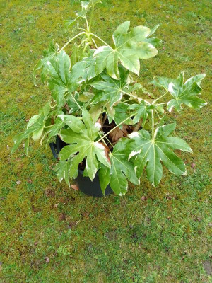 FatsiaJaponica.jpg
