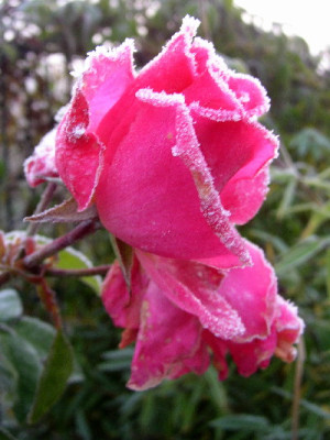 Rose_herbst4.jpg