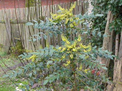 2024-03-27 Mahonia 'Hivernant' 1.jpg