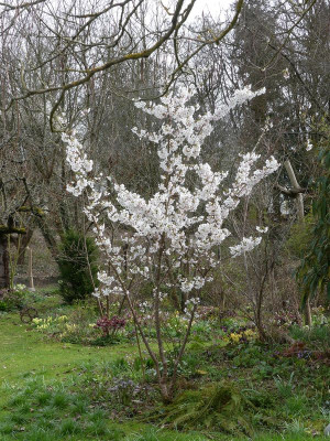 2024-03-27 Prunus yedoensis 1.jpg