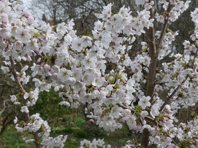 2024-03-27 Prunus yedoensis 2.jpg