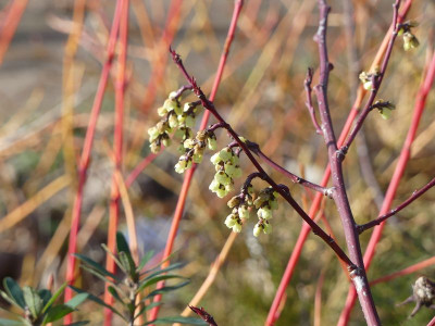 2024-03-18 Stachyurus praecox 'Devon Purple' 1.jpg