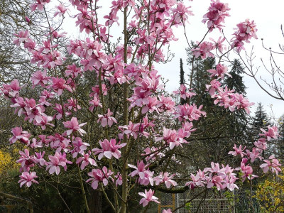 2024-03-27 Magnolia 'Westonbirt' 1.jpg