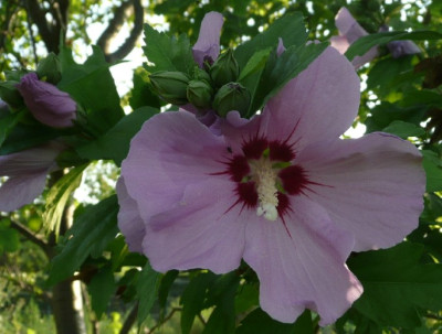 c_hibiscus_2.jpg